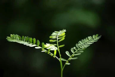 A clear and wide view of Bhumi Amla (Phyllanthus niruri) herb or plant