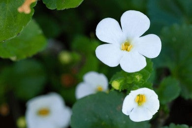 Brahmi / Water hyssop / Bacopa Monnieri