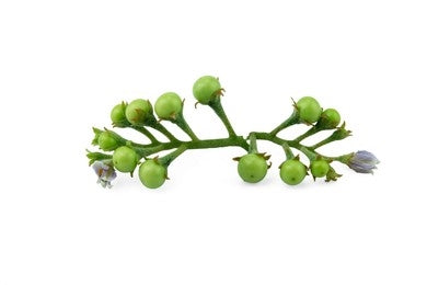 Brihati / Poison Berry / Solanum indicum