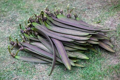 Shyonak, Sona Patha (Oroxylum Indicum) tree image