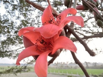 Shalmali, Silk Cotton Tree (Salmalia malabarica)