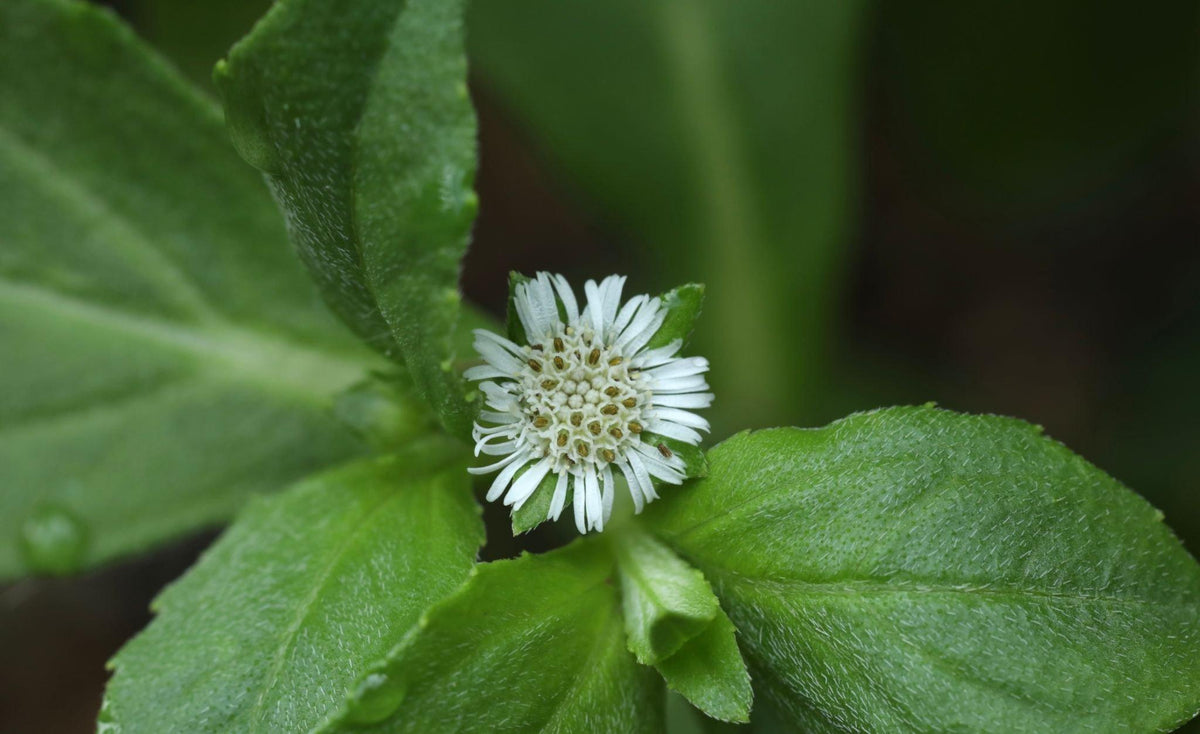 Bhringraj (Eclipta Alba)