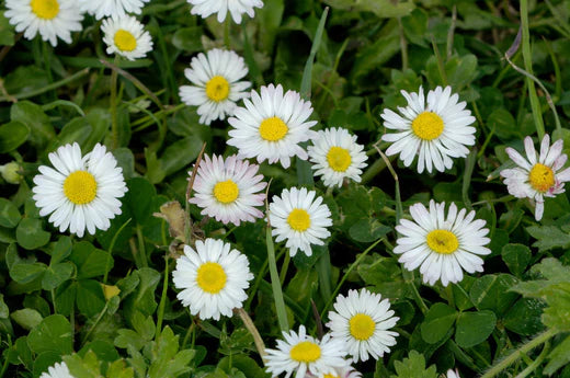 Common Daisy / Bellis Perennis