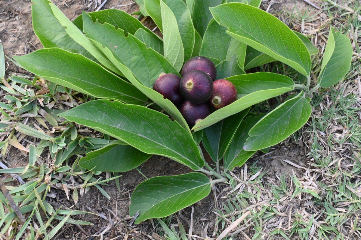 Ankol (Alangium Salvifolium)
