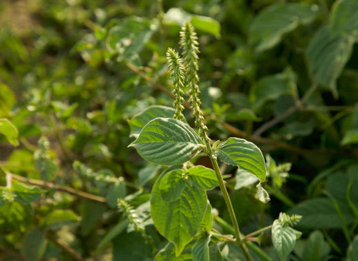 Apamarg (Achyranthes Aspera)