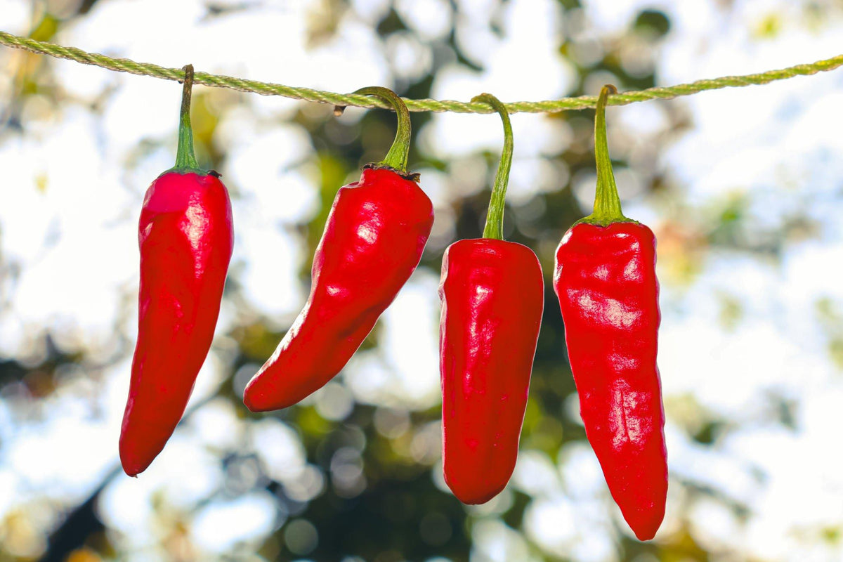 Cayenne Pepper (Capsicum Annuum)