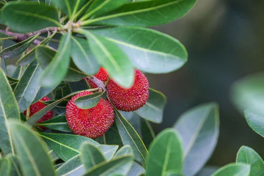 Bayberry (Myrica)