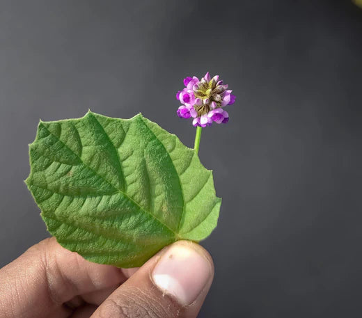 Bakuchi (Psoralea Corylifolia)