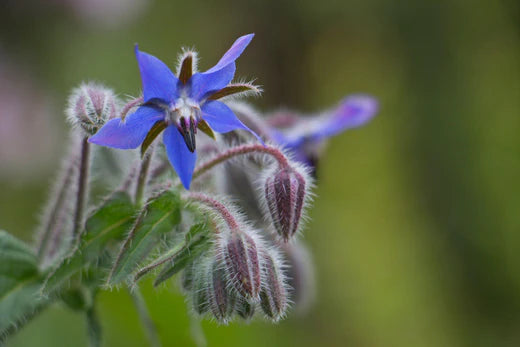 Borage / Borago Officinalis