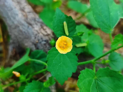 Bala (Sida Cordifolia)