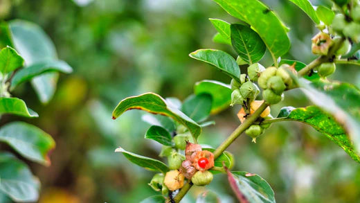 Ashwagandha - Winter Cherry (Withania Somnifera)