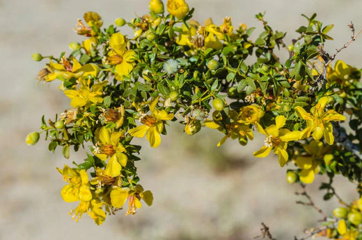 Creosote Bush / Larrea tridentata)