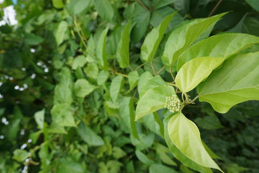 Arni (Clerodendrum Multiflorum)