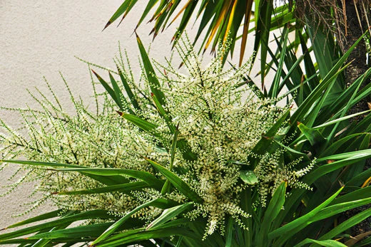 Aralu (Ailanthus Excelsa) Tree