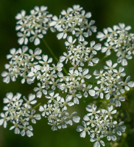 Tagar / Indian Valerian (Valeriana Wallichii)