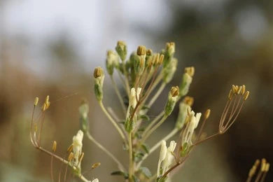 Tilparnni / Dog Mustard (Gynandropsis gynandra)