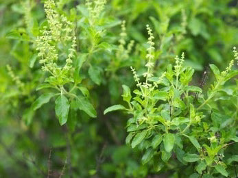 Tulsi, Holy Basil (Ocimum Sanctum)