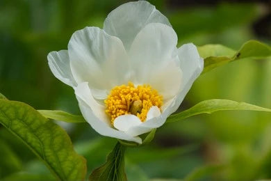 Udsaleev / Himalayan Peony (Paeonia Emodi)