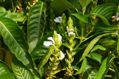 Vasaka, Malabar nut (Adhatoda Vasica)