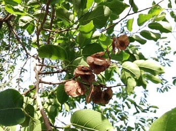 Vijaysar, Malabar kino (Pterocarpus marsupium)