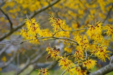 Witch-Hazel (Hamamelis Virginiana)