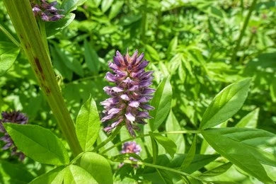 Yashtimadhu, Licorice (Glycyrrhiza glabra)