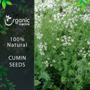 Cumin Seeds (Cuminum cyminum) Whole - 227gm